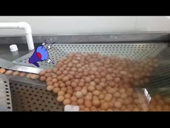 Yumurta kırıcı ve pastörizasyonlu sıvı yumurta işleme tesisi