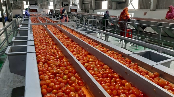 Sıcak Satış Tam Özelleştirilmiş Domates Üretim Tesisi Yeni Omate/Domates Juice/Sous/Pulp İşleme Makinesi PLC SUS304/316 ile