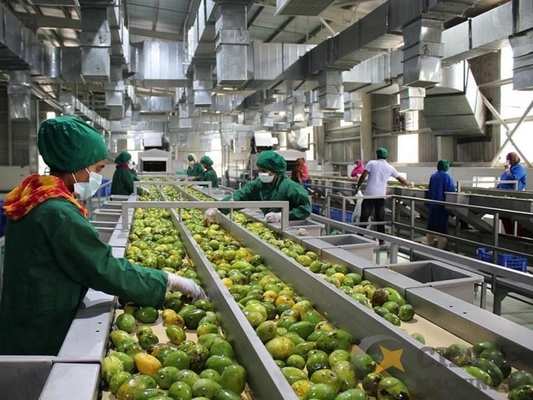 Yüksek Kaliteli Özel Mangosusu İşleme Makinesi Mangga/Mango Pulp Üretim Tesisi Mango İşleme hattı Sus304/316